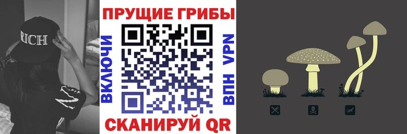 Купить где  Ардон  Псилоцибиновые грибы Psilocybe 